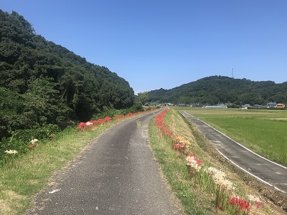 彼岸ばなん　６