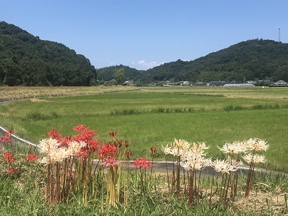 彼岸ばなん５