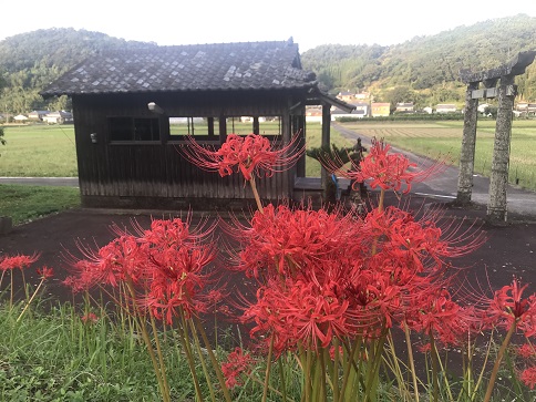 彼岸ばなん８