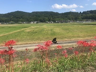 彼岸ばなん　７