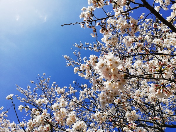 ②桜