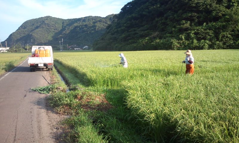 田の消毒２.jpg