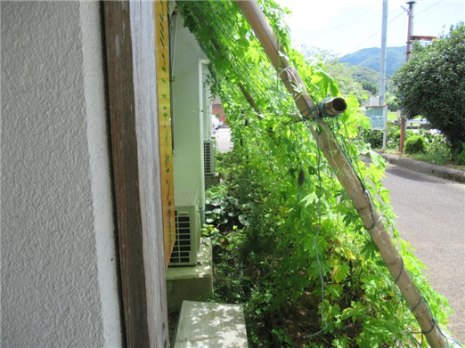 グリーンカーテン
