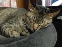 スマホでパチリ　にゃんこ8