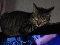 スマホでパチリ　にゃんこ5