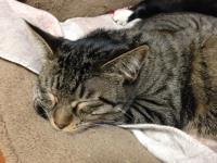 スマホでパチリ　にゃんこ１0