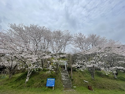 桜_20220327