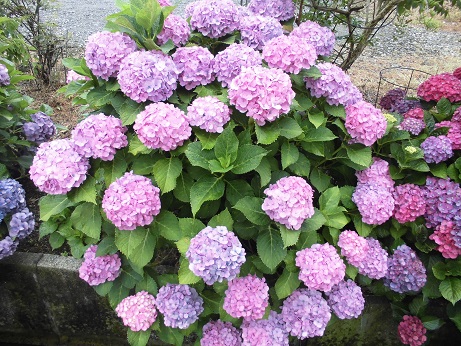 紫陽花２０１７　２