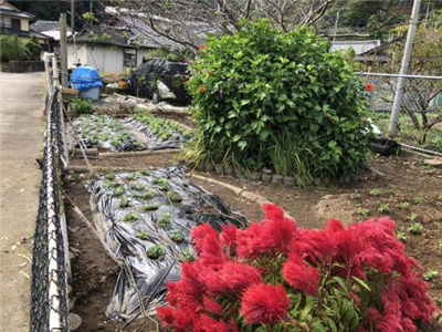 R7花いっぱい運動