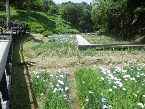 ５月31日の花菖蒲園（７分咲き）