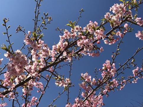 十万山の桜