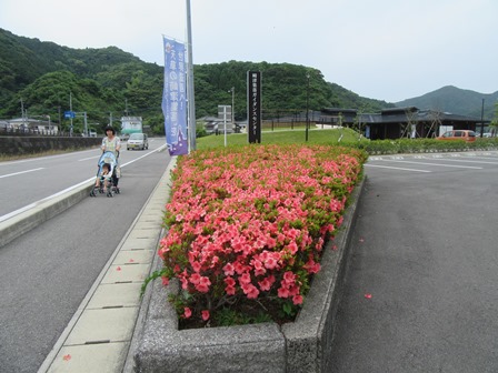 コミセン（富津出張所）入口のさつき