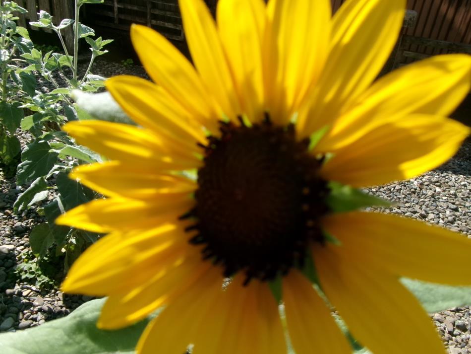 咲きました🌻