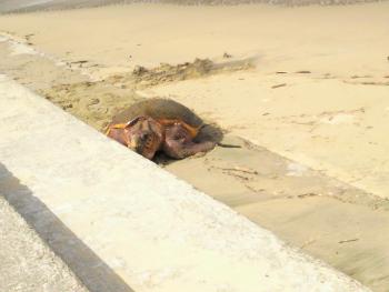 白鶴浜７月２０日（アカウミガメ）