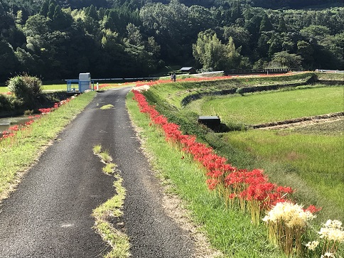 彼岸花と散歩中の人