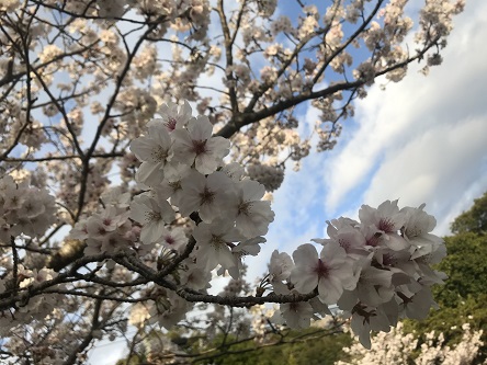 空と桜