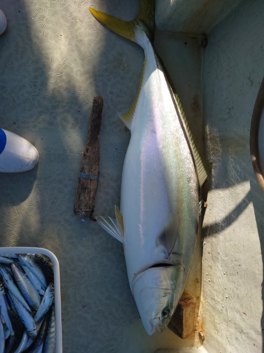 落とし込み釣り