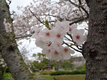 桜