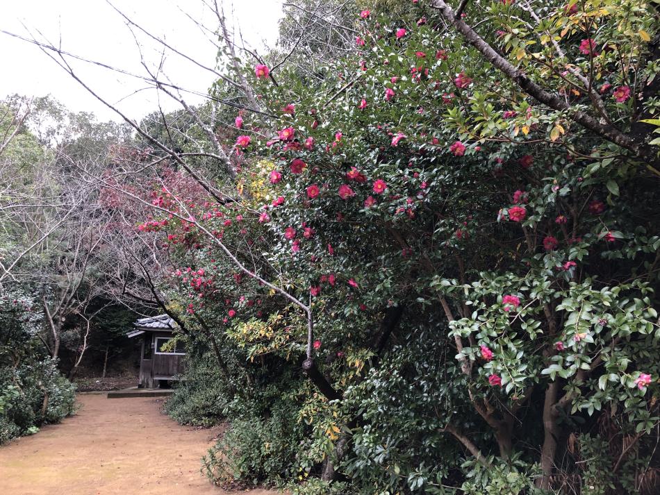 061216-神社つばき (2)