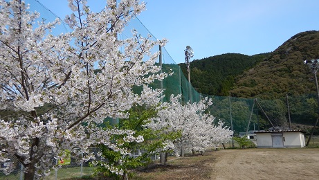 コミセングラウンドの桜③