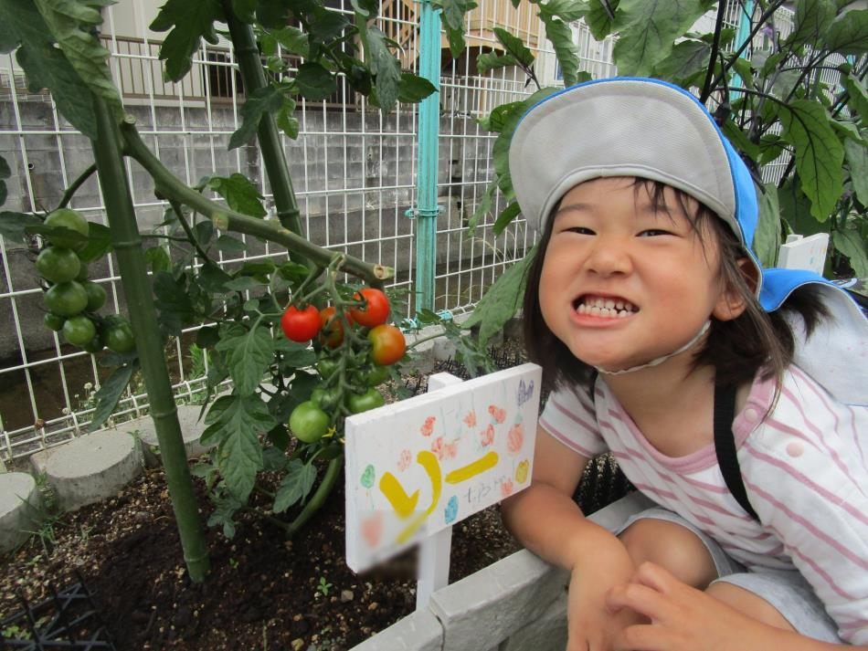 夏野菜、収穫（すみれ）