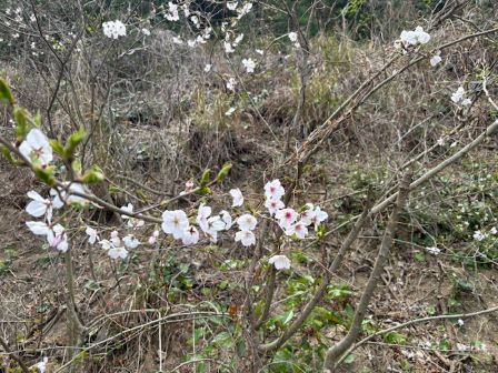 桜ちょい咲き２