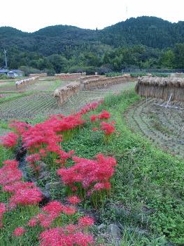 彼岸花とかげぼし米