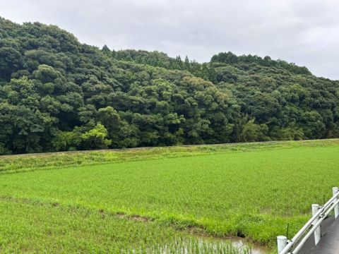 コミセン裏田んぼ