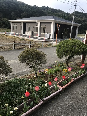 コミセンとチューリップ