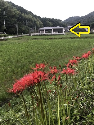 コミセンと彼岸花２
