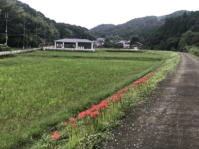 コミセンと彼岸花１