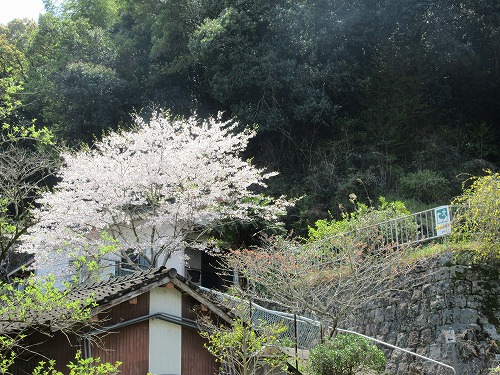 桜の花が満開です(*^_^*)＊2026/04/02