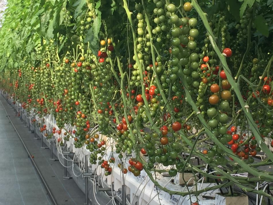 栽培管理９６日２