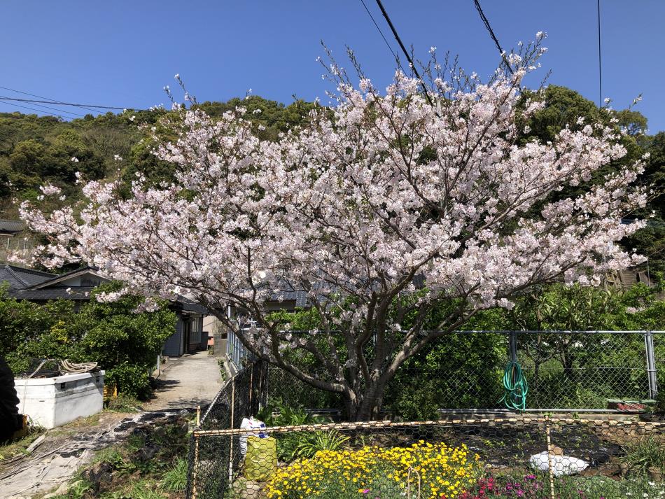 桜⑧