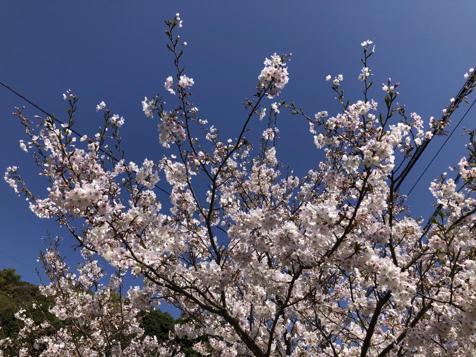 桜9