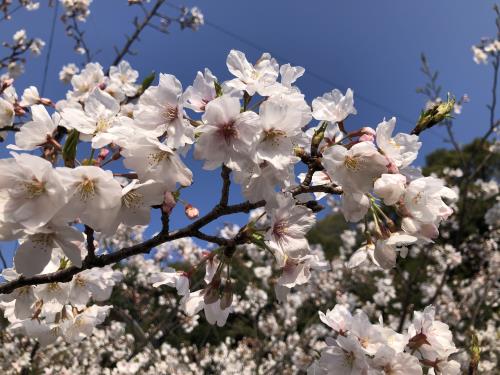 桜