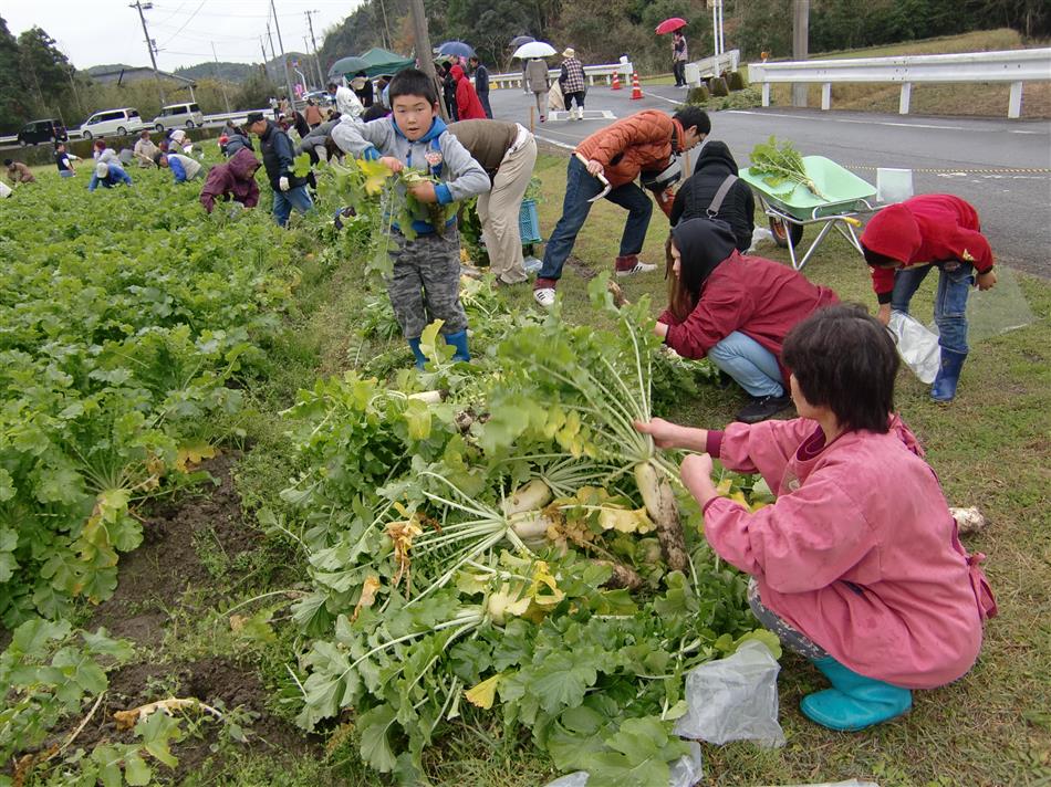 大根収穫祭①