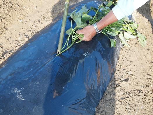 さつまいもを植えました お知らせ 上津浦地区振興会