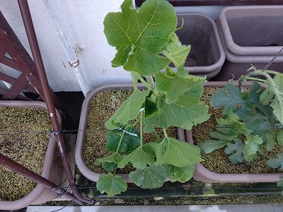 プランター菜園・野菜の誘引