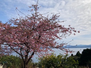 河津桜２月