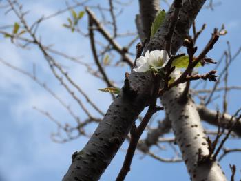 桜