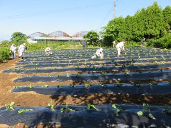 から芋苗植え付け③