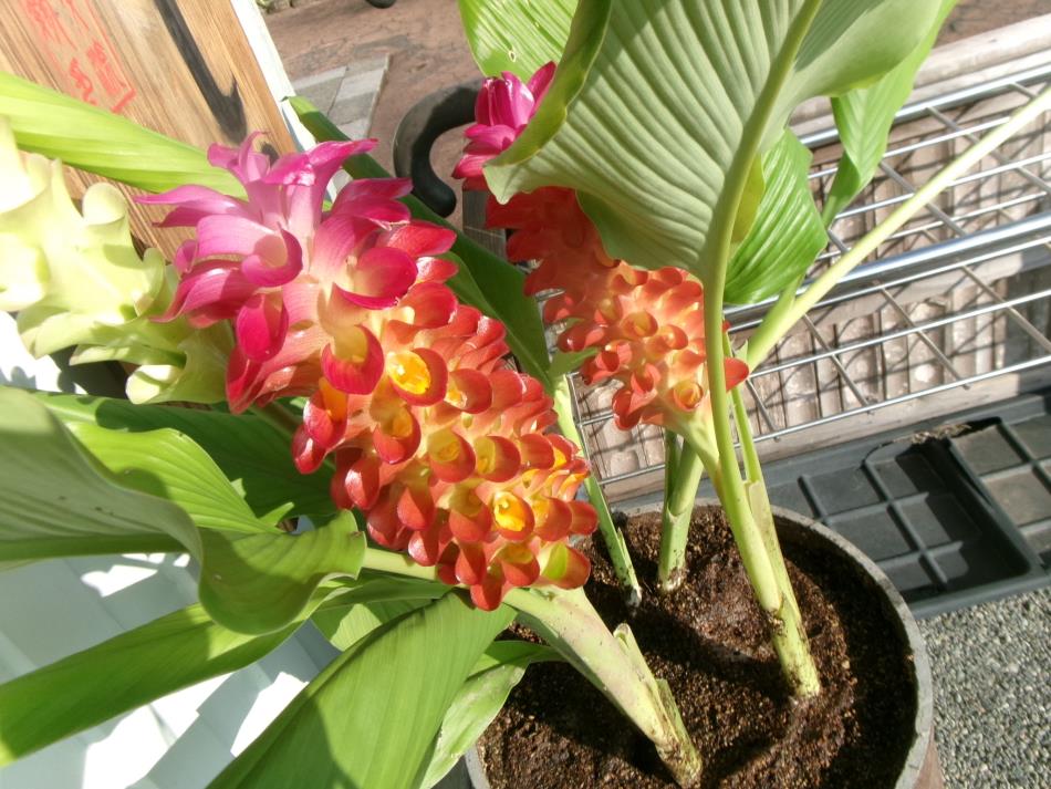 ステキなお花🌹!(^^)!