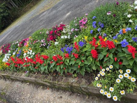 すなお花壇4月24日