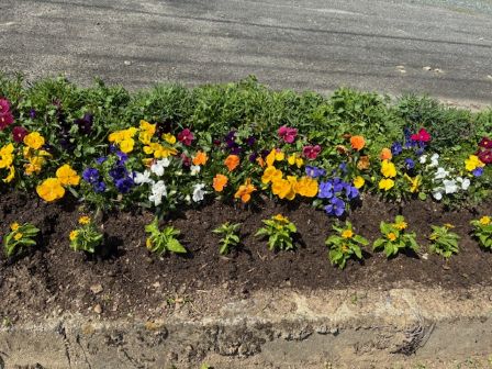 すなお花壇春植え