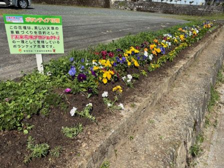 すなお花壇春植え２