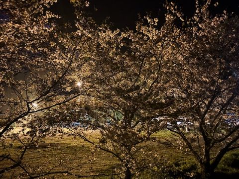 ミスチルの夜桜２