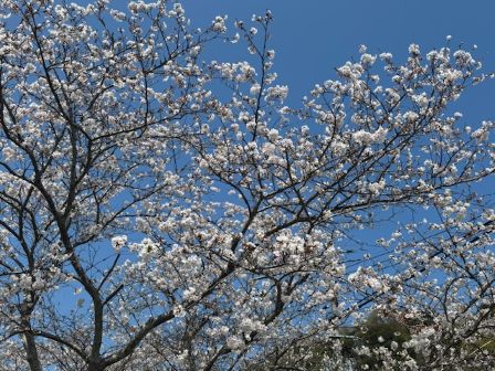 ミスチルの桜２