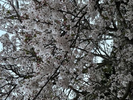 ミスチルの桜４