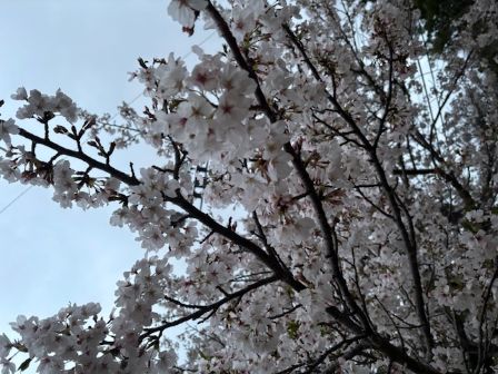 ミスチルの桜３